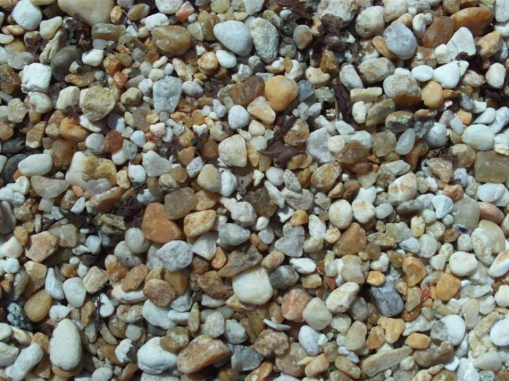 a white and gray animal laying on top of rocks