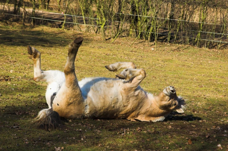 a large animal rolling on it's back while lying on its back