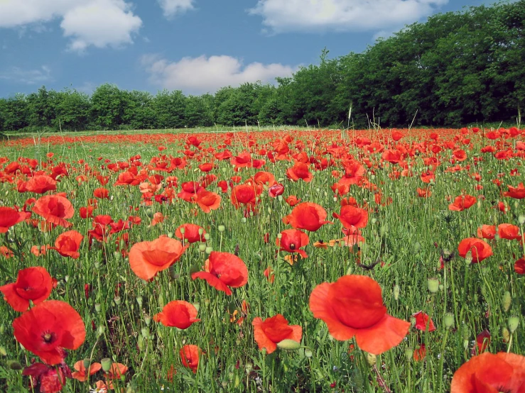 a field full of red flowers with trees in the background