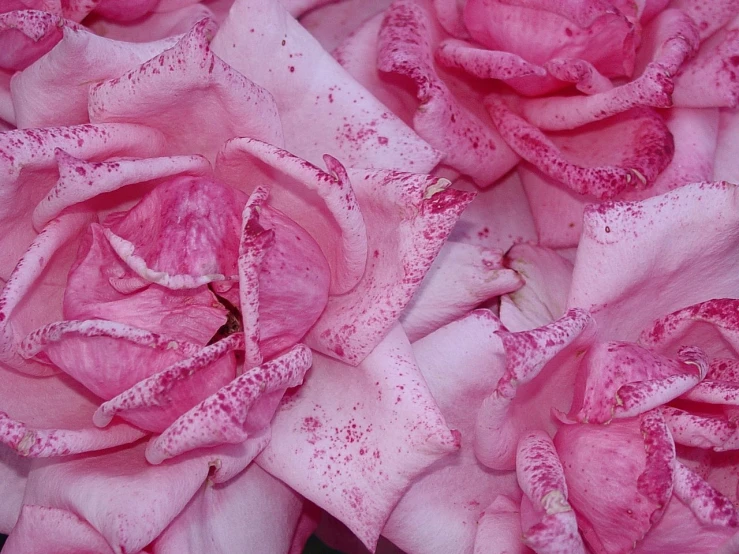 pink flowers blooming in the sun while it is watered