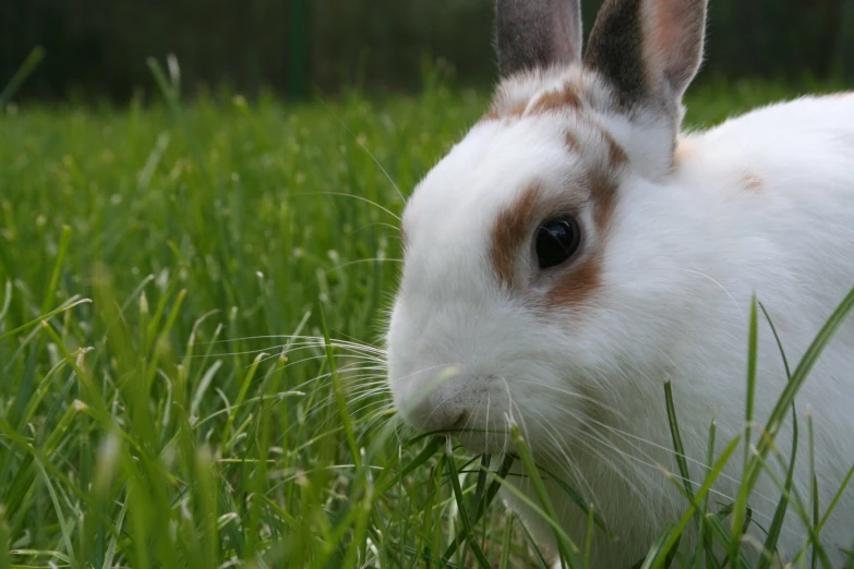 white rabbit eating a carrot in tall grass