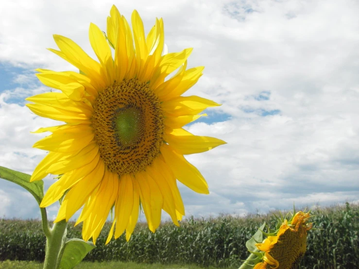 a large sunflower sitting in the middle of a field