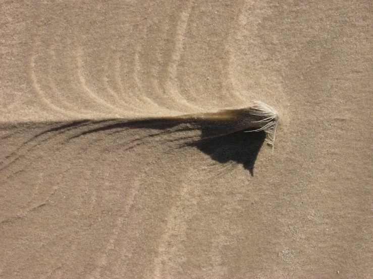 a shadow and a single leaf cast in the sand
