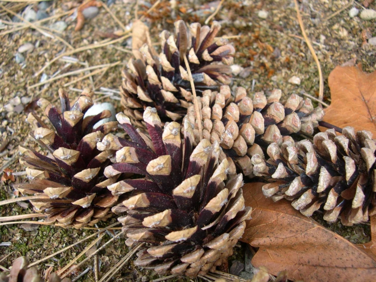 three pine cones are sitting on the ground