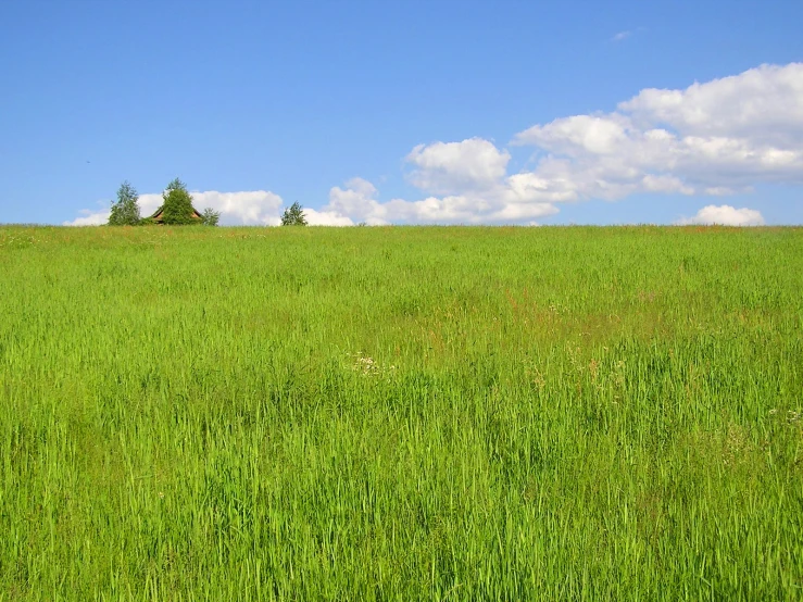 a grassy area with trees in the background