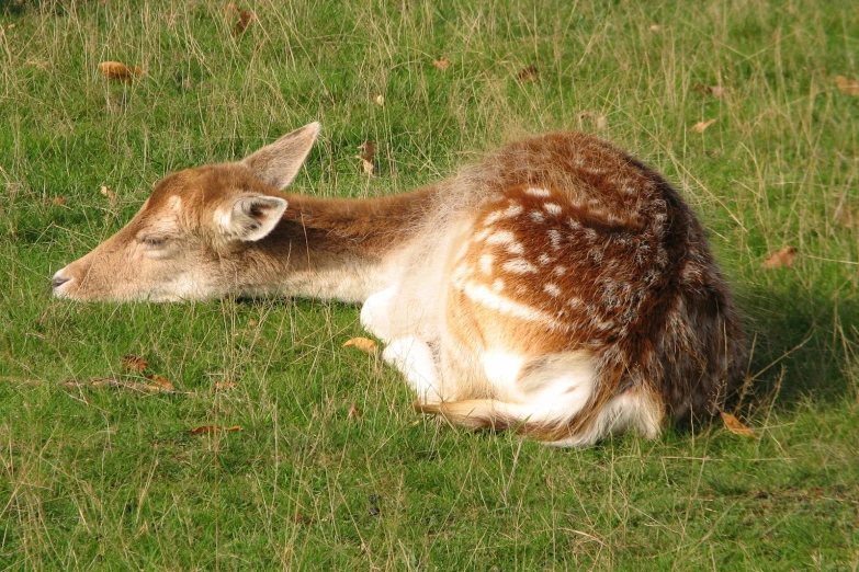 the deer lies in the field of grass