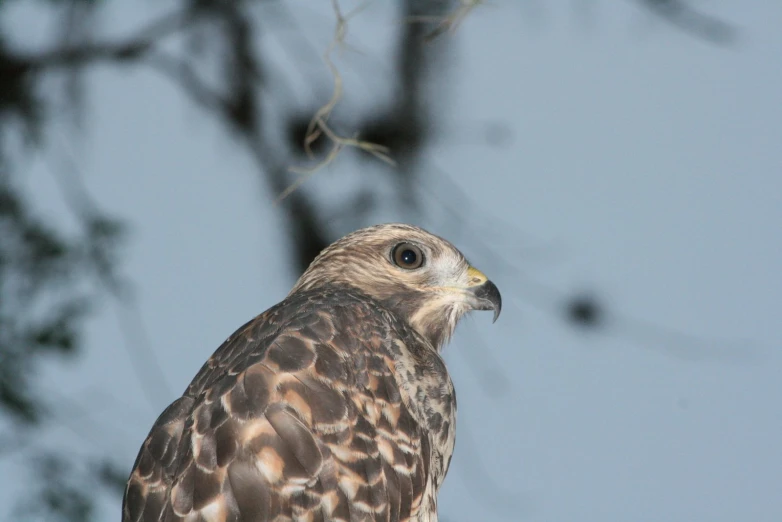 a falcon is perched on a nch in the day light