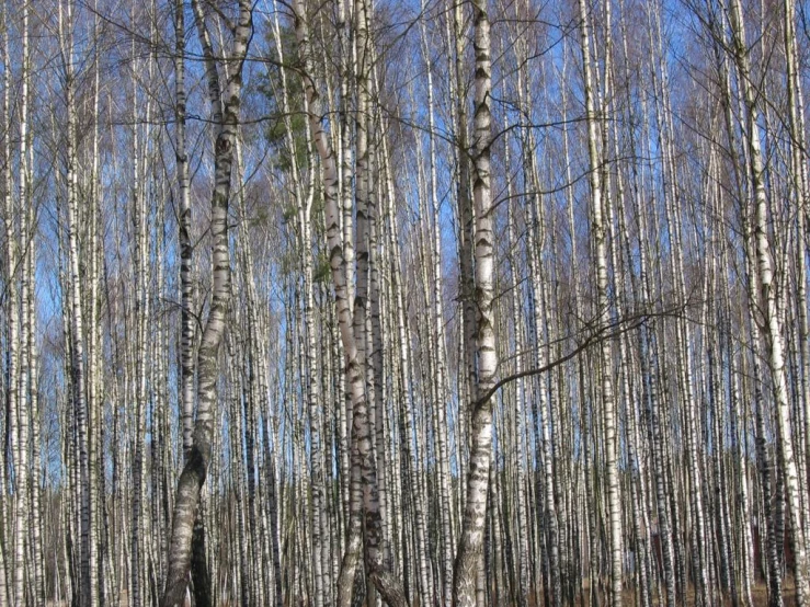 a bunch of tall trees with white trunks and no leaves