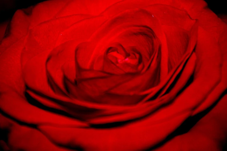 a red rose that has been turned red in the dark