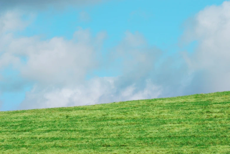 a lone sheep stands alone on a hill against the blue sky