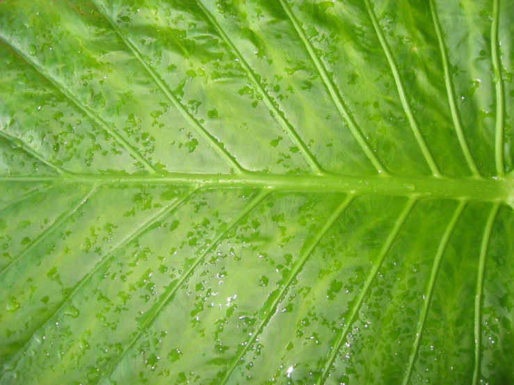 water droplets on a green leaf