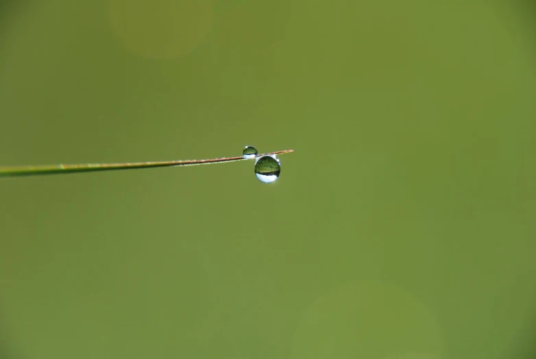 a green and blue field with a leaf with two drops of water hanging from the stems