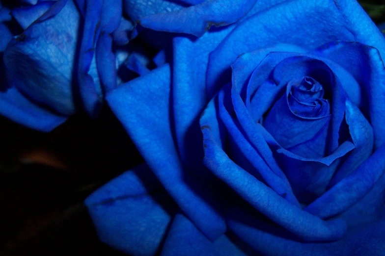 close up of the middle end of a blue rose