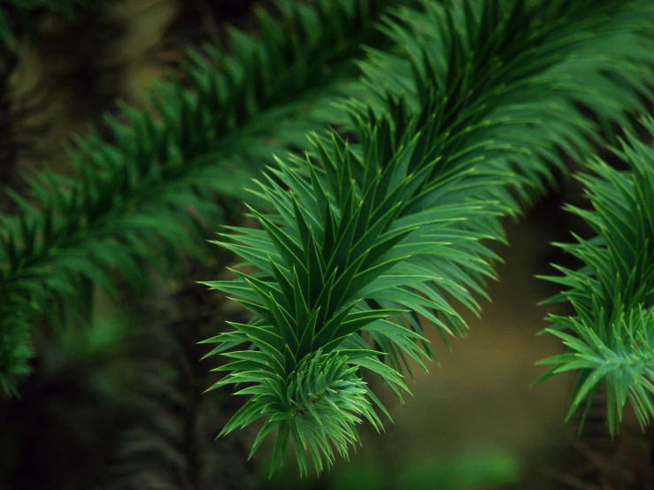 the needles of a pine tree are clearly visible