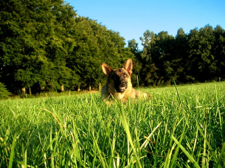 dog on a grassy field in the middle of a wooded area