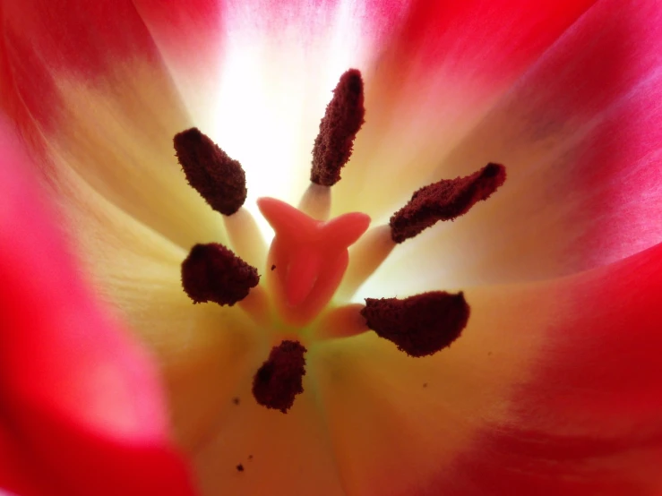 the center section of a red and white tulip