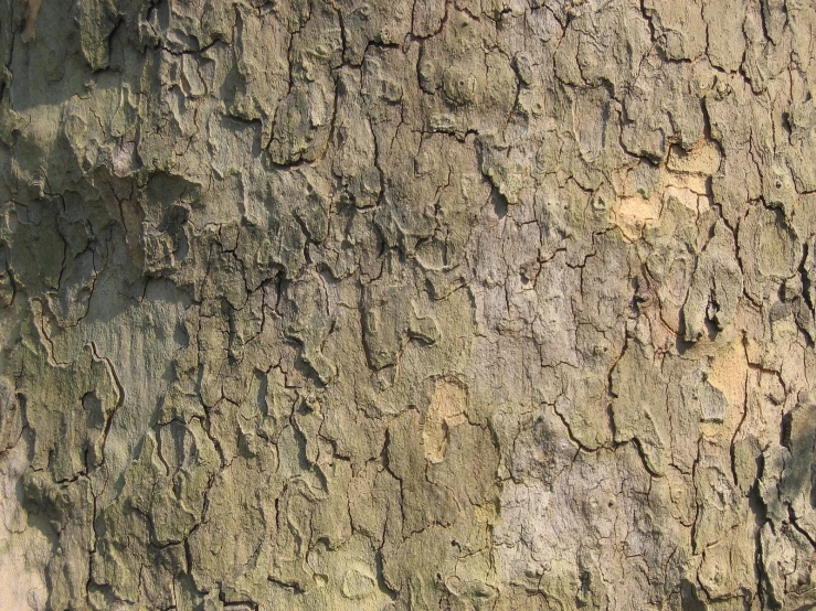 a close up image of a tree trunk