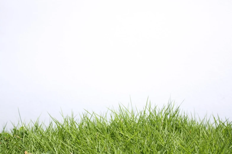 the white toilet is in a field of grass