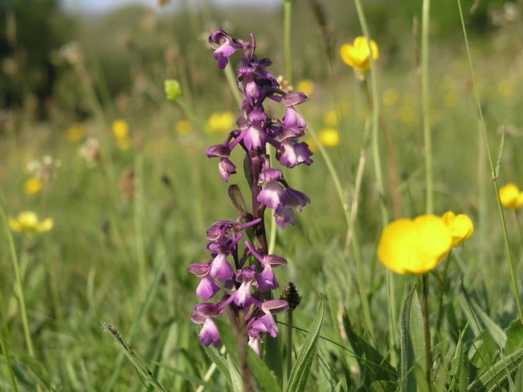 wildflowers growing in a field with yellow flowers