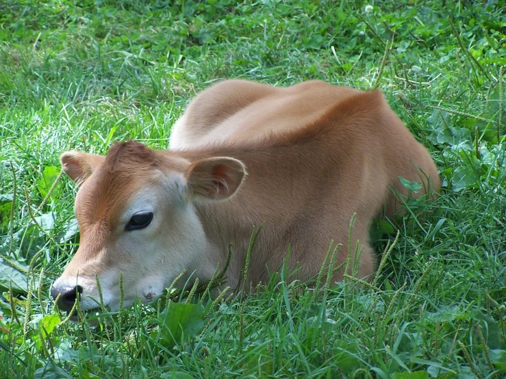 a cow that is sitting in the grass