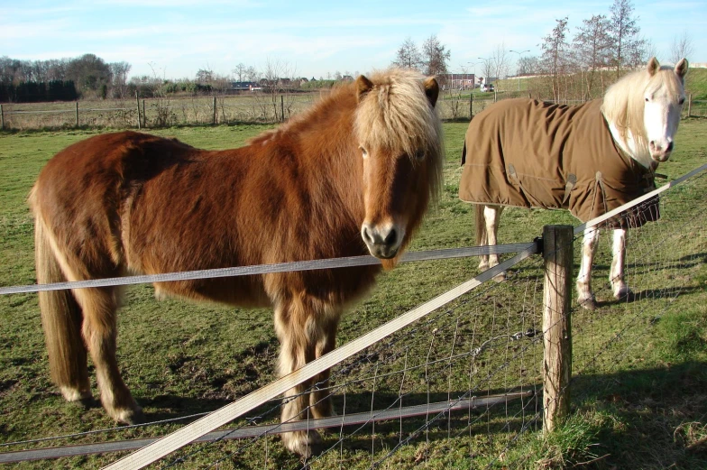 two horses dressed in jackets behind a fence