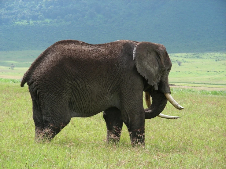 an elephant standing in a field with mountains behind it