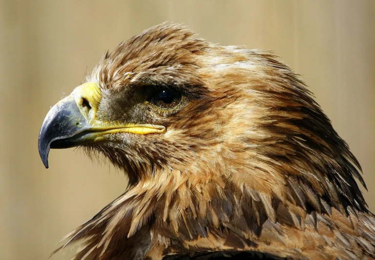 a brown and white bird with black feathers