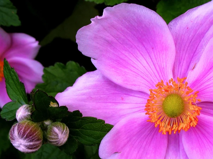 purple flowers with green leaves on a black background