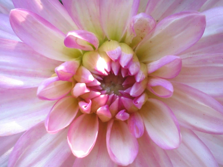 close up view of large pink flower with yellow center