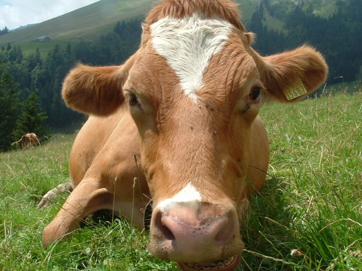 a large brown cow sitting in the grass