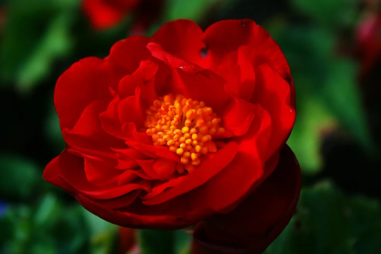 there is an image of a red flower