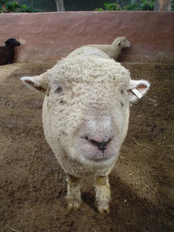 this is a sheep with a very hairy face