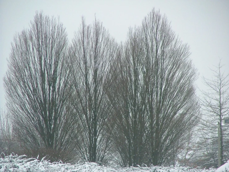 a group of trees with snow on them