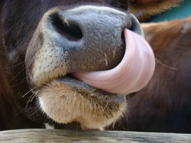 a cow is sticking it's tongue out over a fence