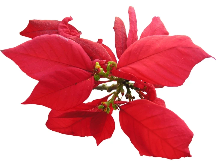 red flower on white background, taken from below