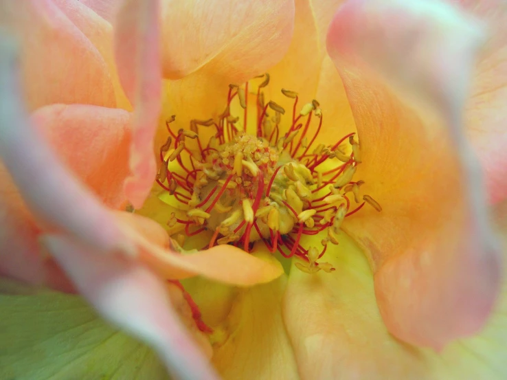 the center of a pink and yellow rose