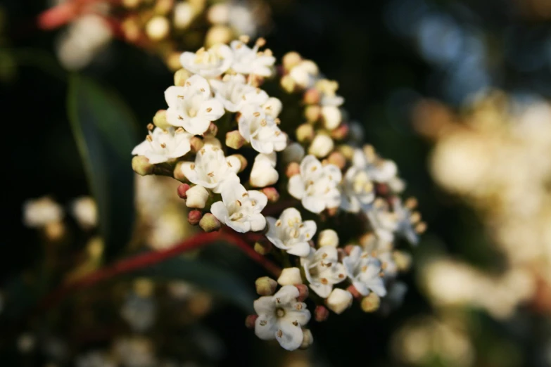 a flower has many small white flowers on it