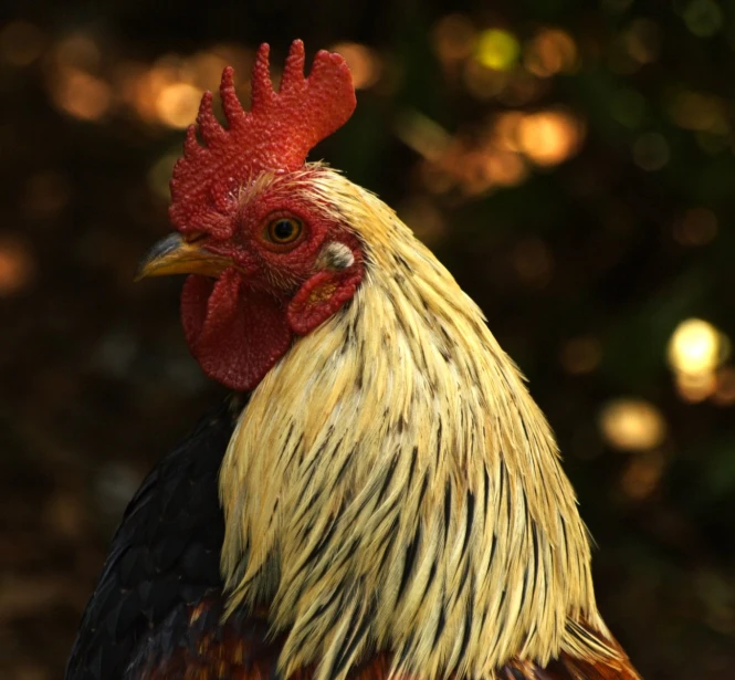a rooster with a red head is standing in the dirt