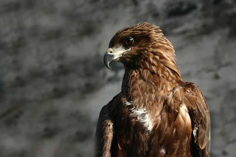 a golden bird that is standing next to the wall