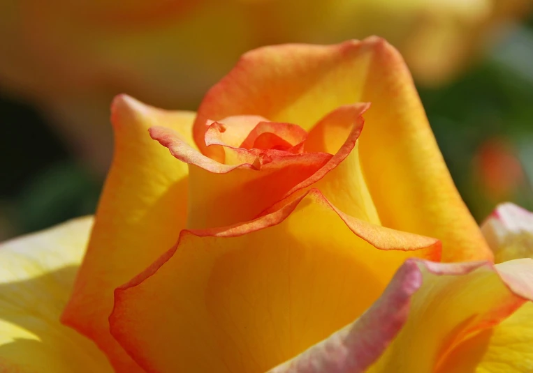 a close up s of a yellow rose with red stripes