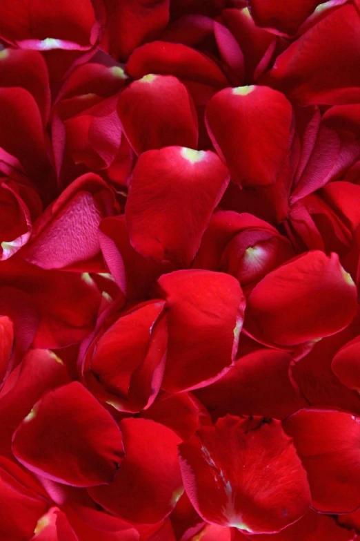the petals of rose red are very close up