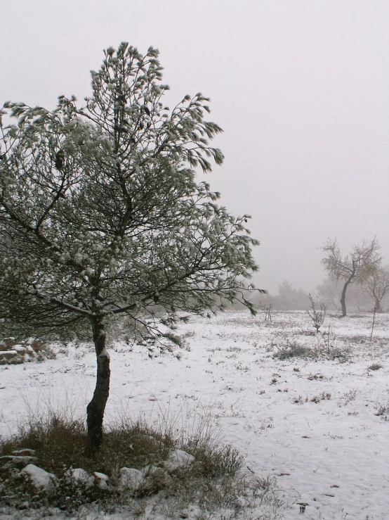 a large field covered in snow near trees