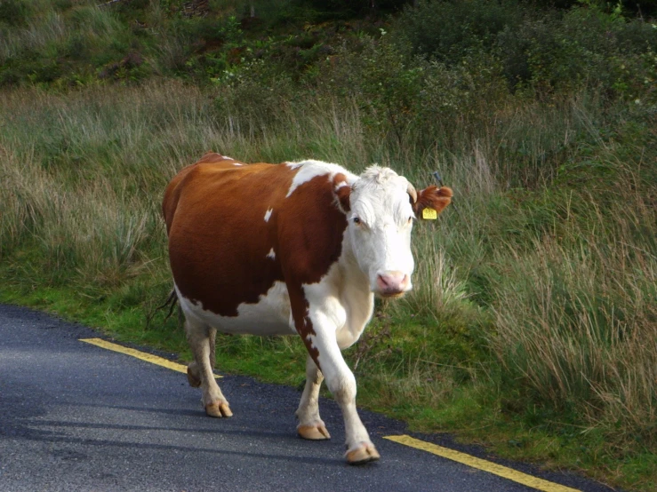 a large cow walking down the road by itself