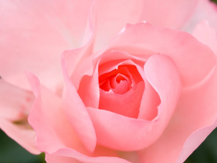 pink flowers with open petals and green leaves