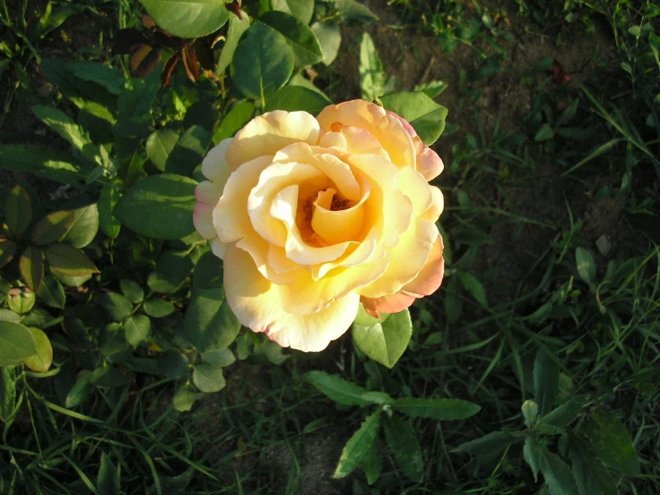 a yellow rose that is in the grass