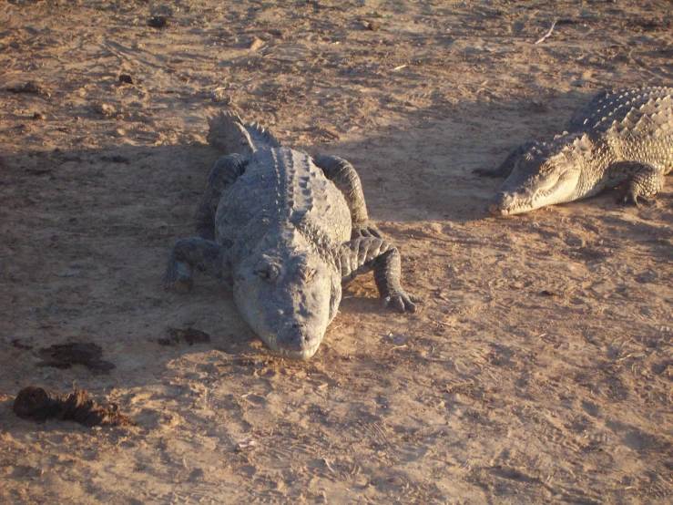 two alligators laying on the sand with one of them eating food