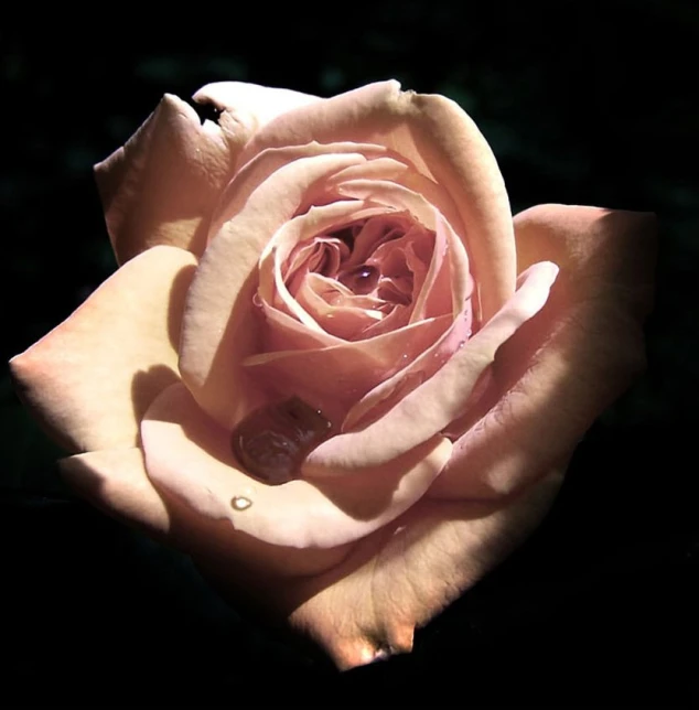 a pink rose is blooming from its center to the top