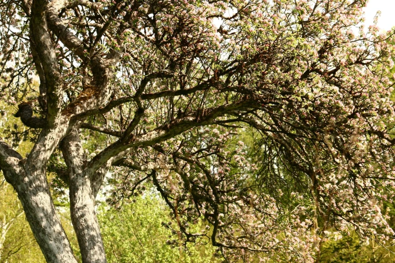 an old park bench under a blooming tree in spring