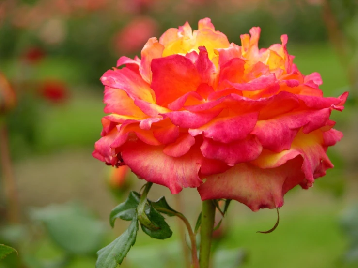 a red rose with yellow center blooming in the garden