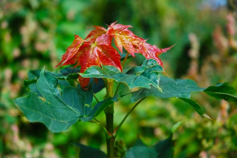 a leaf with red flowers near many leaves